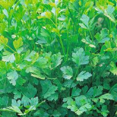 Thompson and Morgan Parsley Plain Leaves - 1000 seeds