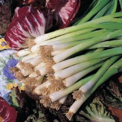 Thompson and Morgan Winter White Bunching Spring Onion - 500 seeds
