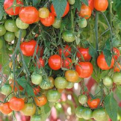 Thompson and Morgan Tumbling Tomato Tom Red - 15 seeds