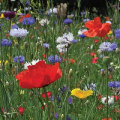 Thompson and Morgan Wild Flower Cornfield - 1g of Seeds