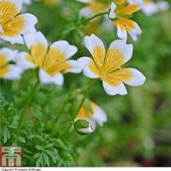 Thompson and Morgan RHS Childrens Seeds - Poached Egg Plant - 150 seeds