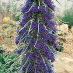 Thompson and Morgan Giant Vipers Bugloss - 25 seeds