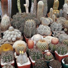 Thompson and Morgan Cactus Special Mixed - 25 seeds