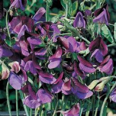 Thompson and Morgan Sweet Pea Matucana - 20 seeds