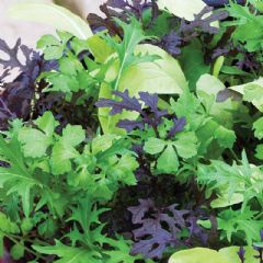 Thompson and Morgan Bright and Spicy Salad Leaves - 750 seeds