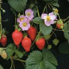 Thompson and Morgan Strawberry Florian - 10 seeds