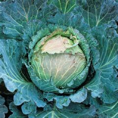 Thompson and Morgan Cabbage January King - 500 seeds