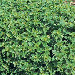 Thompson and Morgan Oregano - 1500 seeds