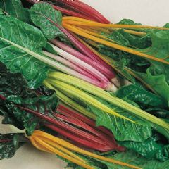 Thompson and Morgan Five Colour Silverbeet Swiss Chard - 175 seeds