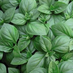 Thompson and Morgan Basil Christmas - 100 seeds