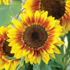 Thompson and Morgan Sunflower Solar Flash - 10 seeds