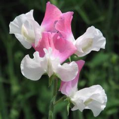 Thompson and Morgan Sweet Pea Promise - 25 seeds