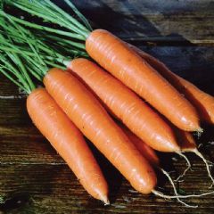 Thompson and Morgan Carrot Eskimo - 450 seeds