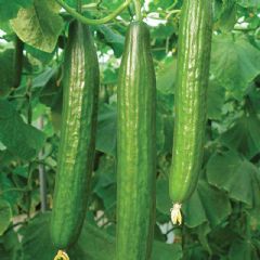 Thompson and Morgan Cucumber Bella - 4 seeds