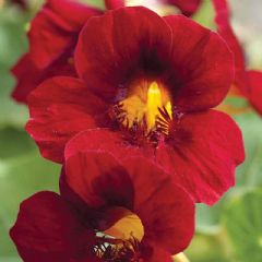 Thompson and Morgan Nasturtium Crimson Emperor - 30 seeds