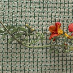 Climbing Plant Support 5m x 1m