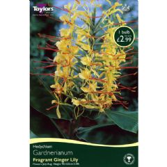Spring Bulbs - Hedychium Gardnerianum - The Fragrant Ginger Lily