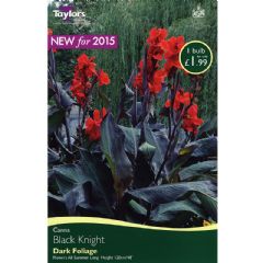 Spring Bulbs - Canna Black Knight 1 Bulb