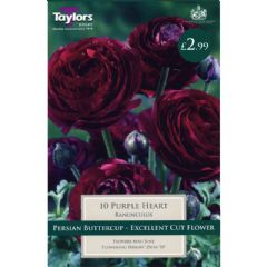 Spring Bulbs - Ranunculus Purple Heart 10 Bulbs