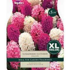 Taylors Hyacinth Raspberry Ice Fusion 12 Bulbs
