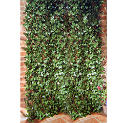Laurel Leaf Trellis Range