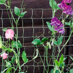 Ambassador Climbing Plant Support Green 5 x 0.5m
