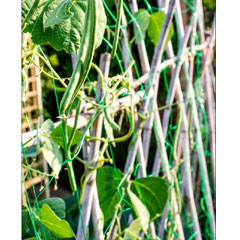 Ambassador Pea and Bean Garden Netting Range