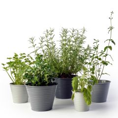 Burgon & Ball Sophie Conran Ombre Plant Pots Grey - Set of 5
