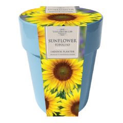 Taylors Bulbs Indoor Sunflower Ceramic Pot Set