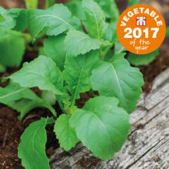 Thompson and Morgan Wasabi Rocket - 500 Seeds