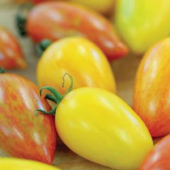 Thompson and Morgan Tomato Artisan Mix - 8 Seeds