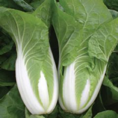 Thompson and Morgan Chinese Cabbage Natsuki - 30 Seeds
