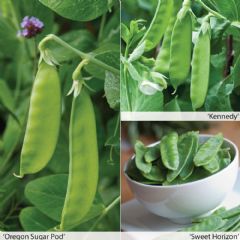 Thompson and Morgan Peas All Season Collection - 150 Seeds