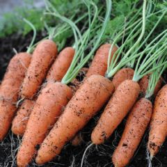 Thompson and Morgan Carrot Flyaway Seed Tape - 400 Seeds