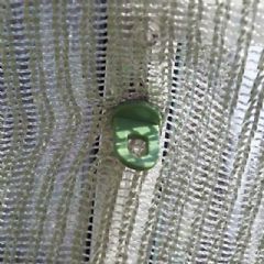 Halls Plant Rings - Pack of 20