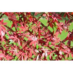 WonderWal Red Acer Leaf Trellis on Willow Frame - 1m x 2m