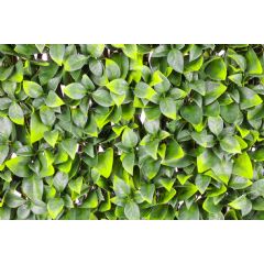 WonderWal Orange Leaf Trellis on Willow Frame - 1m x 2m