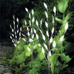 Cole and Bright Solar Branch Light