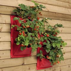 Burgon & Ball Verti Plant - Strawberry - Pack of 2