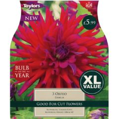 Spring Bulbs - Dahlia Orfeo - 3 Bulbs