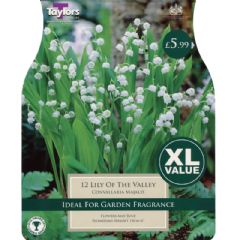 Spring Bulbs - Lily of the Valley - 12 Bulbs