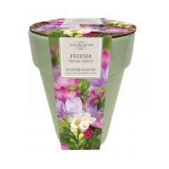 Indoor Freesia Pot