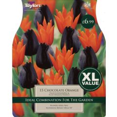 Taylors Chocolate Orange Combination of Tulips - 15 bulbs