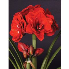 Taylors Autumn Bulbs - Amaryllis Cherry Nymph Gift Pack - 1 Bulb
