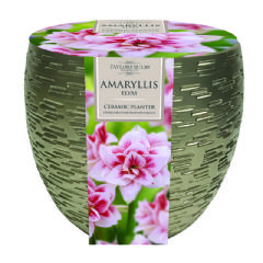 Taylors Large Amaryllis Planter -1 Bulb