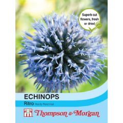Thompson and Morgan Echinops Ritro - 15 Seeds