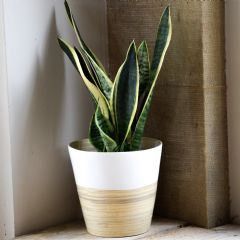 Ivyline Bamboo Planter - White