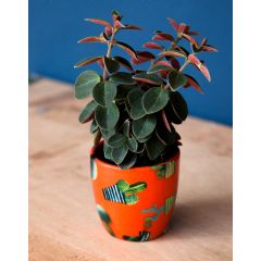 Ivyline Monza Cacti Pot - Orange