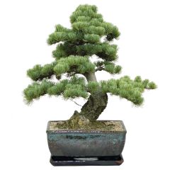 BEES Bonsai Growing Kit - Pine
