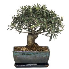BEES Bonsai Growing Kit - Olive